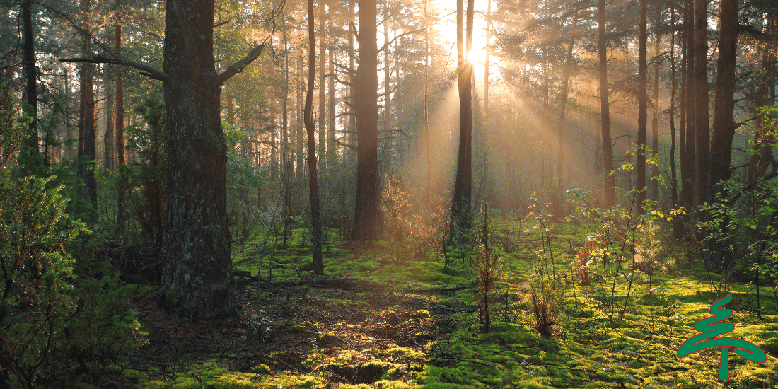 Habitat Rejuvenation