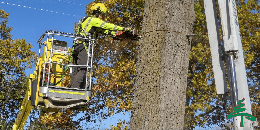 Tree Removal