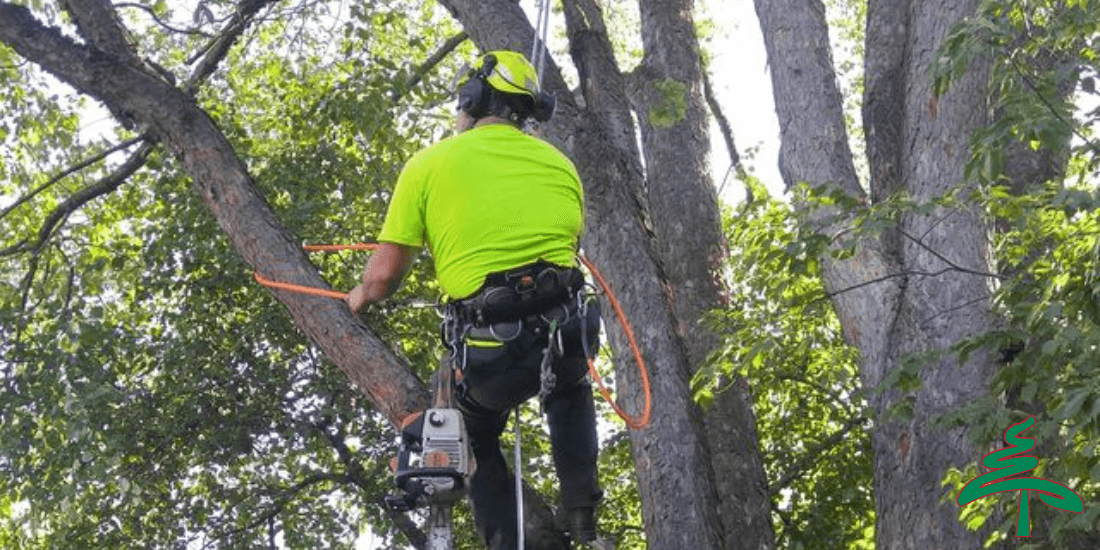 Tree Trimming & Pruning