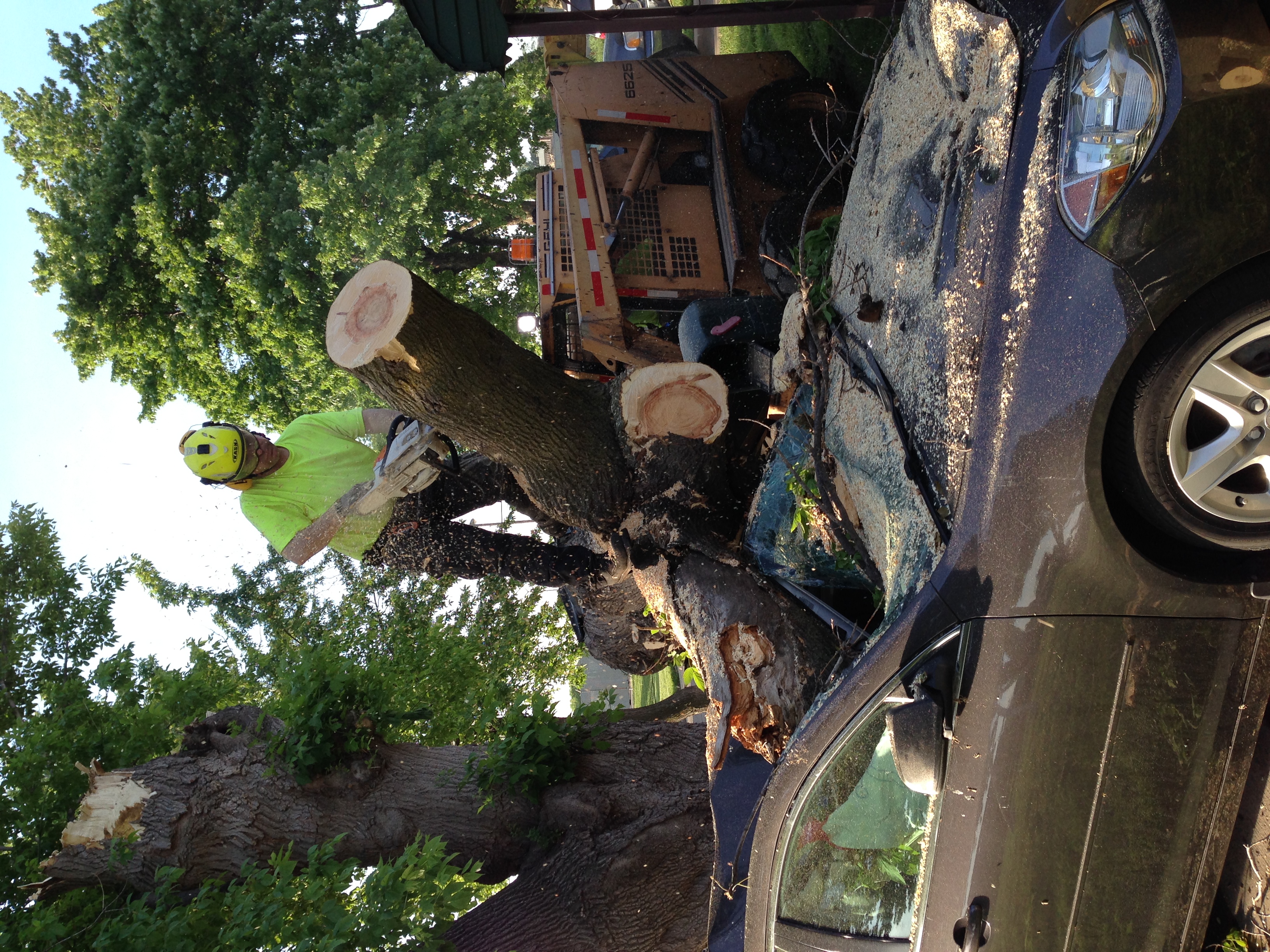 Emergency tree service